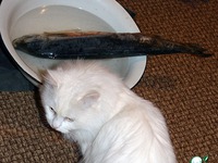 ������� � ������ �����������