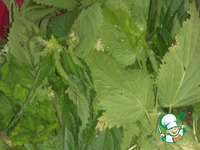 �������� ��� �����������