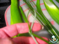 T��������� "�������" �����������