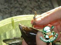  &quot;a bulhao pato&quot; 