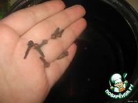 ��������� "����� ����" �����������