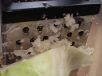 ����� "���-��-�����" �����������