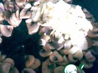 ���� ��� ������� ������ �����������