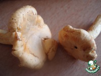 "������� �������" �����������