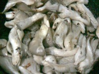 ������� �����������