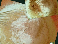 ������ �����������