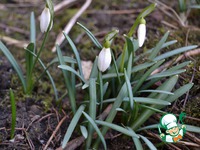 ������� ����� �����������