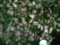 ������� ������������ ������ � ������� �����������