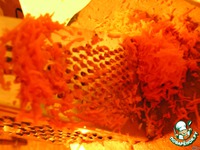 ����� "���������" �����������