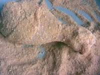 �������� �����������