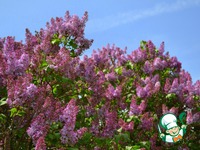 ������ � ���� ������ �����������