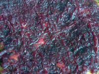 ������� ����� �� �������� ���� �����������