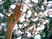 ������� ������� ��� ������ �����������