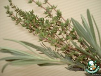 ������� ����� ������ ��������� ����� 2 � ���� "����� ������ ����� �� �����... " �����������