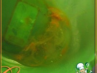 ����������� �����������