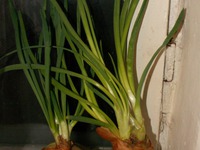 ������� ������ �����������