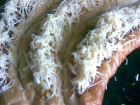 ���������� ����� "�������" �����������