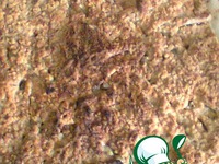 �������� �����������