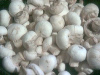 ���������� � ��������� �������� �����������