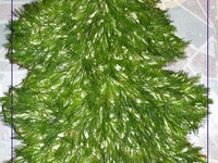 ���������� ���� "���������� e�����" �����������