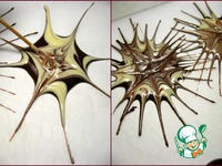 ���������-����������� ���� �����������