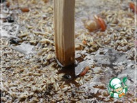 ���� "��������" � ���������� �����������