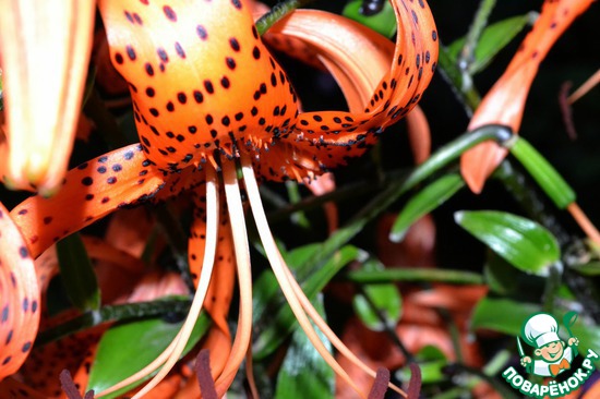 ��� ��������� �����! "��������"