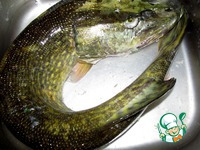 ���� � ��������-��������� ����� �����������