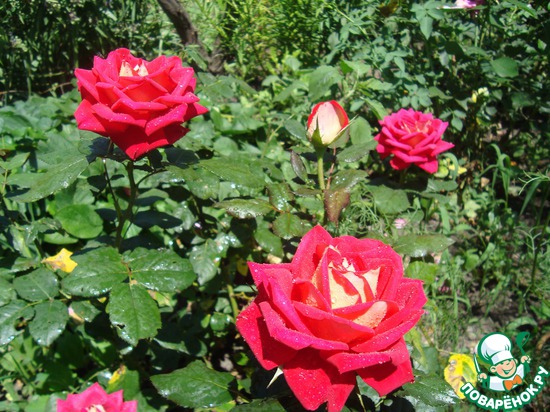 ������ ����������...