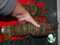 ������� ��� �������-��������� ������ �����������