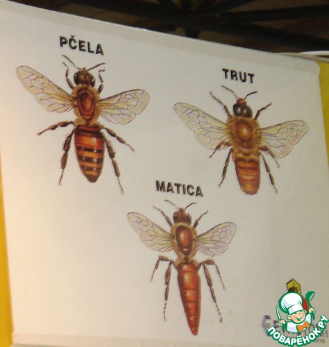 ��������� ���� 2013