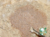 �����-��������� ���� � �������� �����������