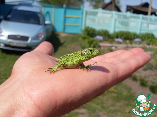 ��������� � �������������