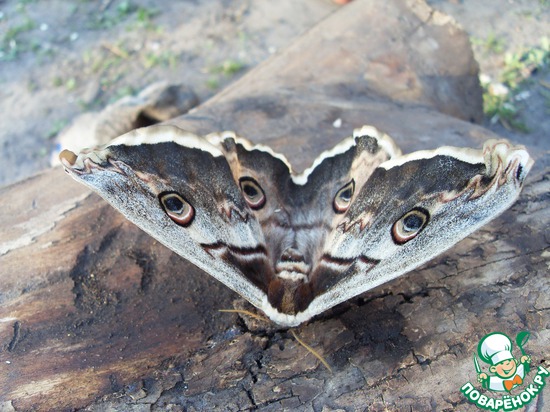 ��������� � �������������