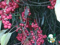 ������� �� ��������� �����������