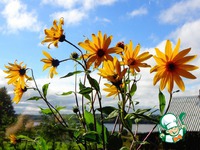 ��� �� ����������� � ����� ����� �����������