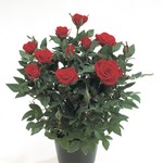 ��������� ����. ������ �� �����