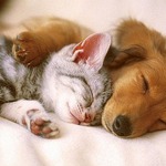 ������� ��������� ���