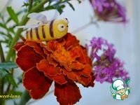 ������ �� ������� �����������