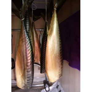 �������� ��������� ��������