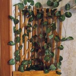 �������, ������ ����