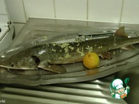 ����� ��-������ �����������