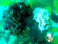 ����������� ������ ������ ������ � ������ �����������