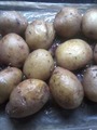 Запеченый картофель в пергаменте по рецепту larik_malasha https://www.povarenok.ru/recipes/show/87087/