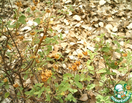 Средиземноморский лес