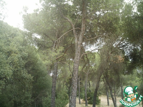 Средиземноморский лес