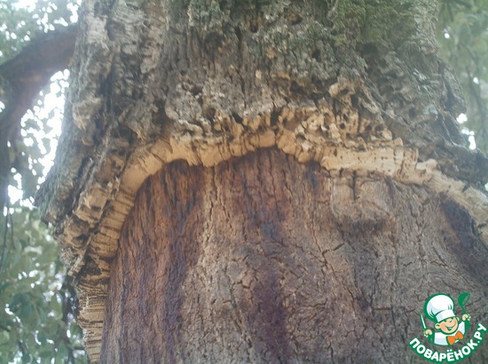 Кора снимается