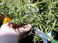 ������ "����������" � ������ �����������