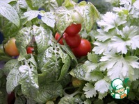 ������ "����������" � ������ �����������