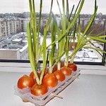 ������ ��� �� �����������